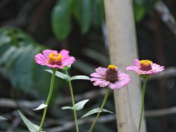 Close-up of pink flowering plant