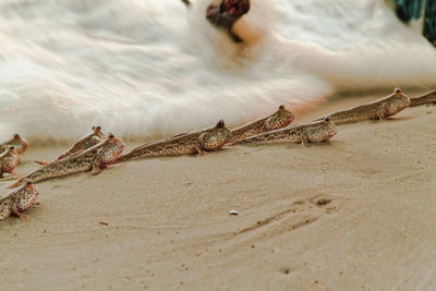 Close-up of mudskippers at beach