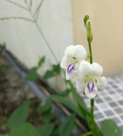 Close-up of flower growing on branch