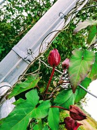 Close-up of plant growing on tree