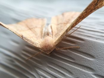 Close-up of moth on wall