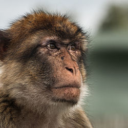 The barbary macaque, macaca sylvanus
