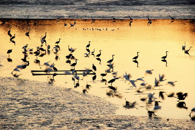 Flock of birds flying over lake