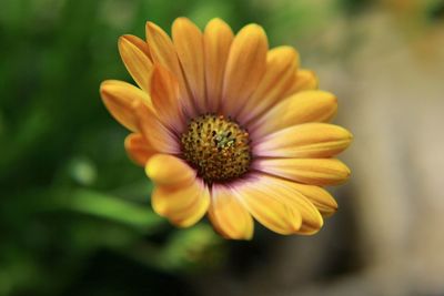 Close-up of yellow flower