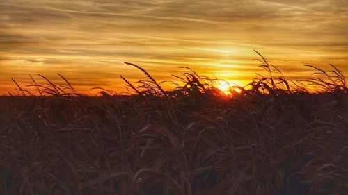 Close-up of plants growing on field against sky during sunset