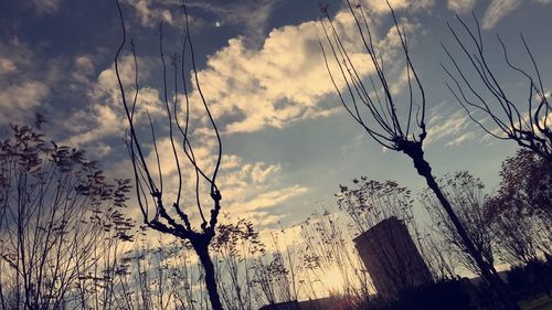 Low angle view of silhouette trees against sky