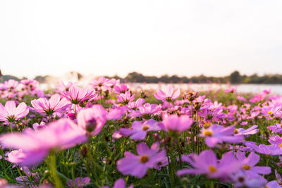 Close-up of pink flowering plants on field