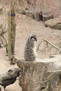 Bird perching on a tree