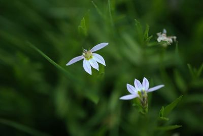 Close-up of white flowering plant