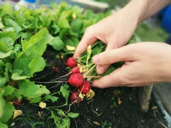 Close-up of cropped hand holding apple