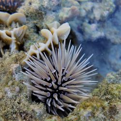 Close-up of coral in sea