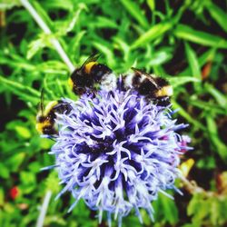 Close-up of bee pollinating on purple flower