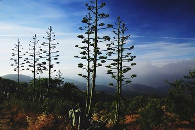 Plants on field against sky