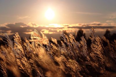 Close-up of reed growing against sky during sunset