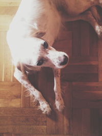 Close-up of dog on hardwood floor