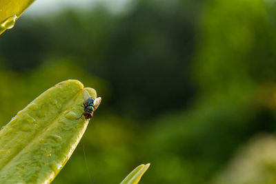 Close-up of insect on leaf