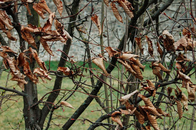 Plants against trees