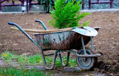 Plant in wheel barrow on land