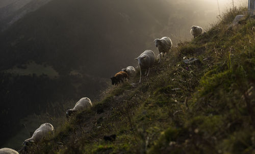 View of sheep on field