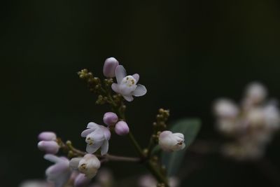 Close-up of white flowering plant