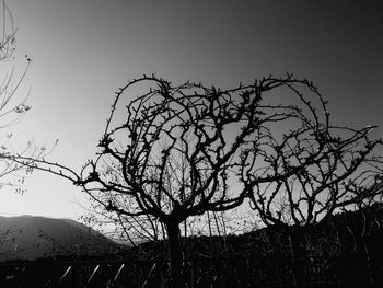 Low angle view of silhouette bare tree against clear sky