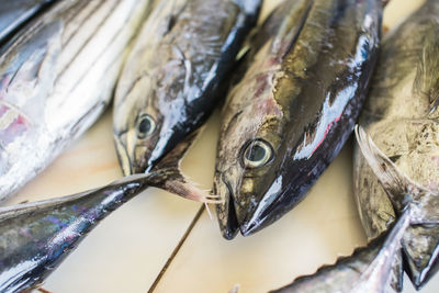 Close-up of fish for sale in market