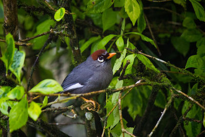 Close-up of bird perching on tree