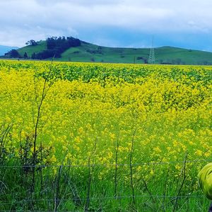 Scenic view of oilseed rape field against sky