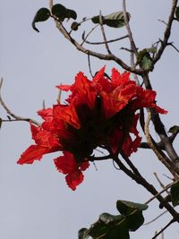 Low angle view of red hibiscus blooming against sky