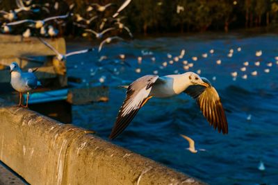 Seagulls flying over lake