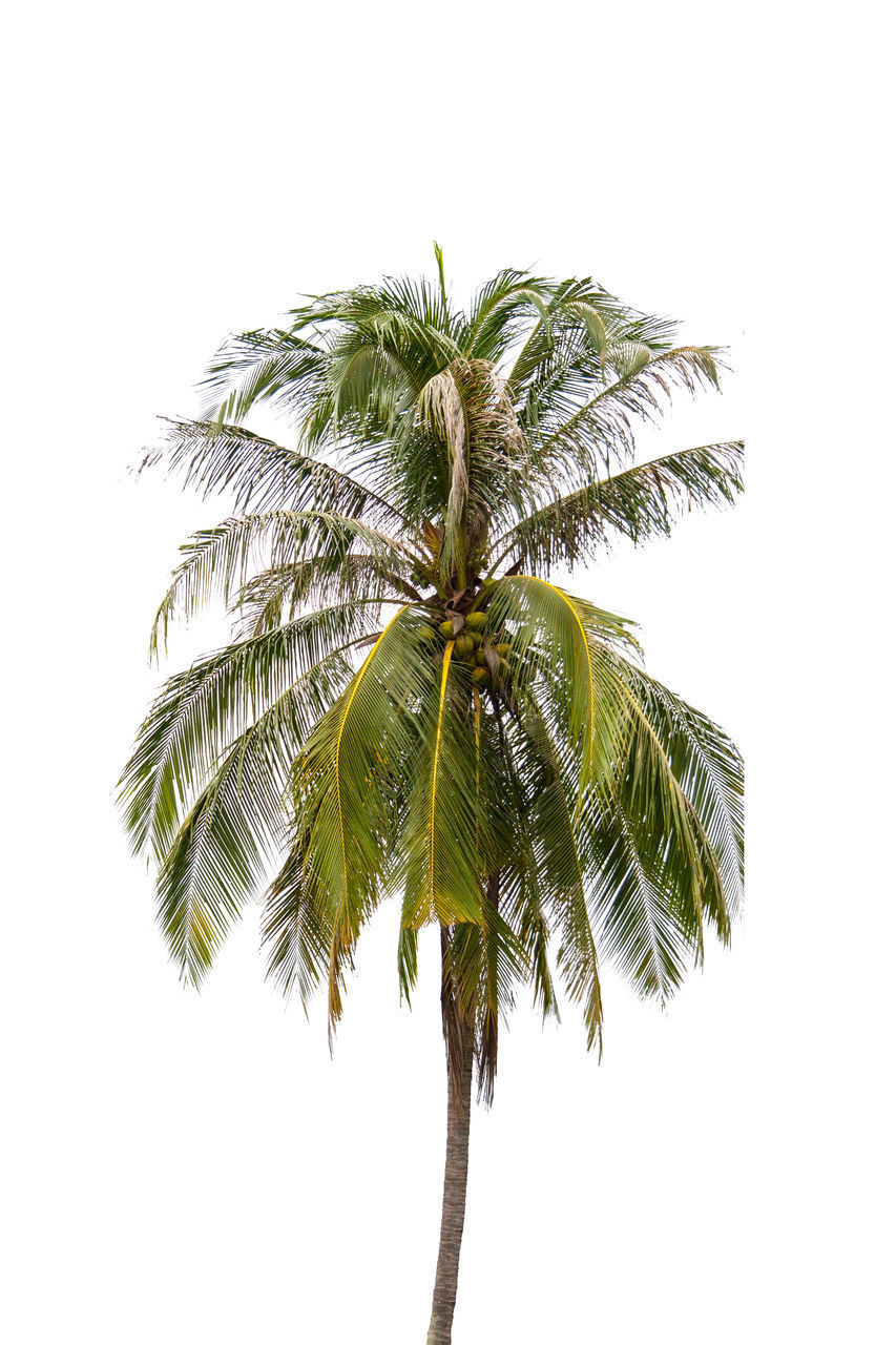 LOW ANGLE VIEW OF PALM TREE AGAINST CLEAR SKY