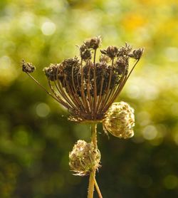 Close-up of wilted flower