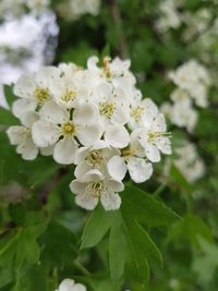 Close-up of white flowering plant