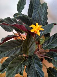 Close-up of yellow flowering plant