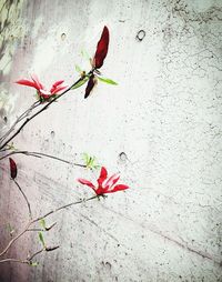 Close-up of red flowers