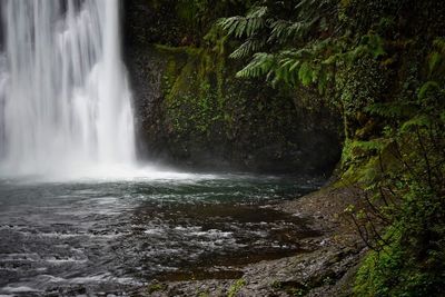 Scenic view of waterfall in forest