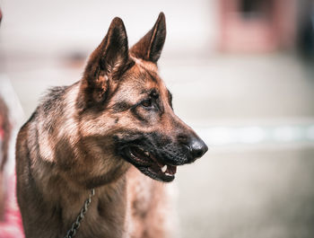 Close-up of dog looking away