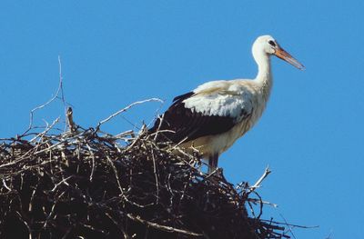 Low angle view of stork perching in nest against clear blue sky