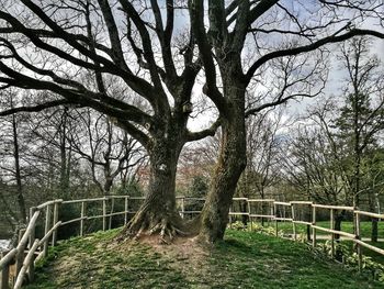 Fence by tree against sky