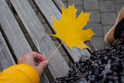 Person holding yellow maple leaves