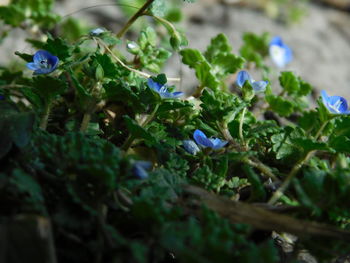 Close-up of purple flowering plant