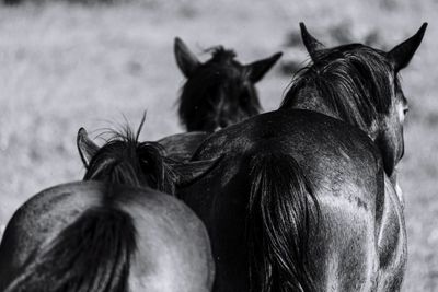 Close-up of two horses on field