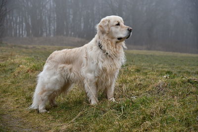 Dog looking away on field