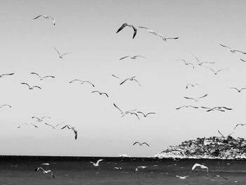 Flock of birds flying over sea
