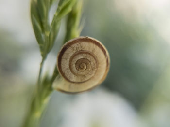 Close-up of snail