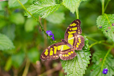 Close-up of butterfly pollinating on flower