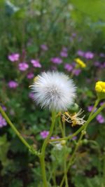 Close-up of flower blooming outdoors