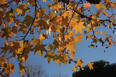 Low angle view of autumn leaves against sky