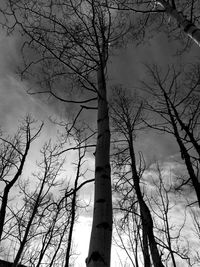 Low angle view of bare trees against sky