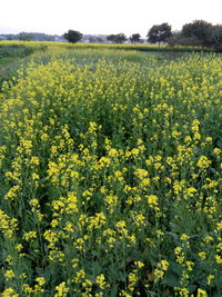 Scenic view of oilseed rape field